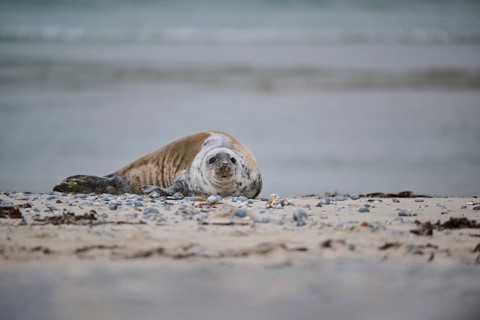Grey seal (Halichoerus grypus) lying on the beach, Düne, Helgoland, Schleswig-Holstein, Germany