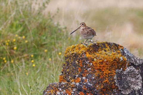 Common Snipe (Gallinago gallinago), Iceland