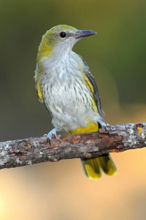 Eurasian Golden Oriole (Oriolus oriolus) juvenile, Andalusia, Spain