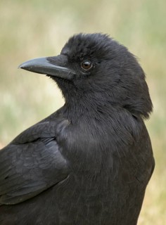 American Crow (Corvus brachyrhynchos), British Columbia, Canada