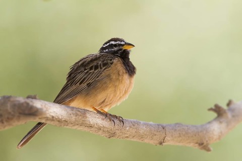 Cinnamon-breasted Bunting (Emberiza tahapisi), Oman