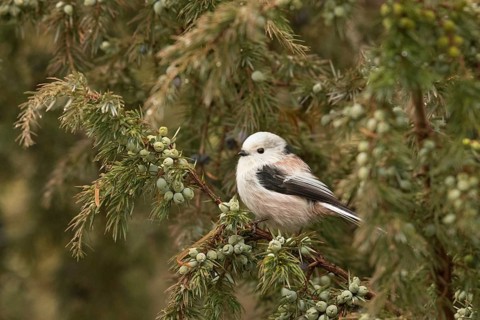 Long-tailed Tit (Aegithalos caudatus europaeus) perched on a branch, Bavaria, Germany