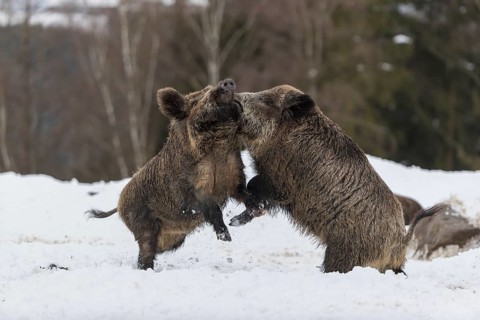 Wild boar or wild pig (Sus scrofa), fighting on snowy ground, trees in the background