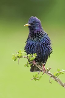 Common Starling (Sturnus vulgaris), Brandenburg, Germany