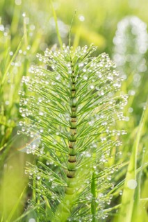 A detailed view of a green plant covered in sparkling dew droplets, illuminated by warm morning