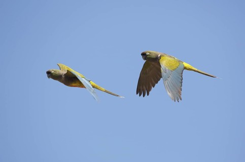 Burrowing Parrot (Cyanoliseus patagonus) flying, Chubut, Argentina