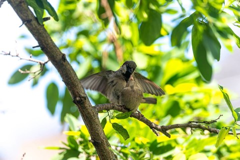 House sparrow (Passer domesticus), pair of sparrows copulating