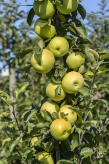 Columnar apple (Malus domestica 'Moonlight'), Bavarian State Research Centre for Viticulture and