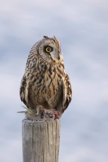 Short-eared Owl (Asio flammeus), Utrecht, Netherlands