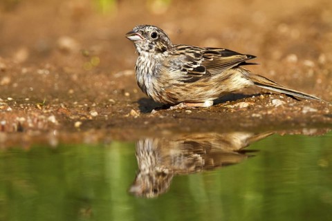 Rock Bunting (Emberiza cia) juvenile, Castile-La Mancha, Spain