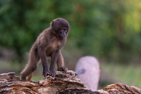 One baby Gelada (Theropithecus gelada), or bleeding-heart monkey sitting on a log. A green forest