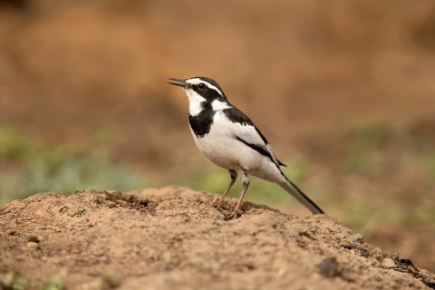 African Pied Wagtail (Motacilla aguimp), Ethiopia