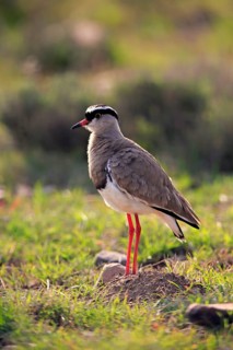 Crowned Lapwing (Vanellus coronatus) adult, vigilant, foraging, Mountain Zebra National Park, South