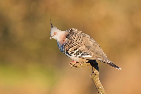 Crested Pigeon (Ocyphaps lophotes) perched on a branch, Victoria, Australia