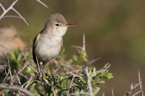 Uppchers Warbler - Dornspötter - Hippolais languida, Kyrgyzstan