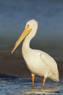 American White Pelican (Pelecanus erythrorhynchos), Florida, USA