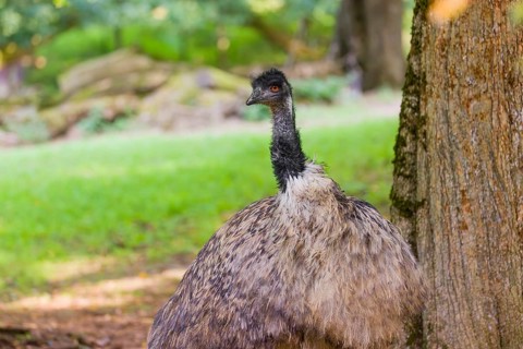 Portrait of an emu, Dromalus novaehollandiae, on a green meadow