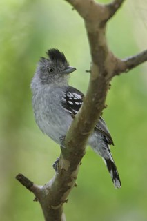 Bolivian Slaty-Antshrike (Thamnophilus sticturus) perched on a branch in Bolivia, South America