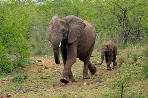 African elephant (Loxodonta africana), young animal, mother, adult, female, mother with young
