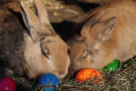 Domestic rabbit (Oryctolagus cuniculus), hay, coloured, Easter egg, close-up of two rabbits with