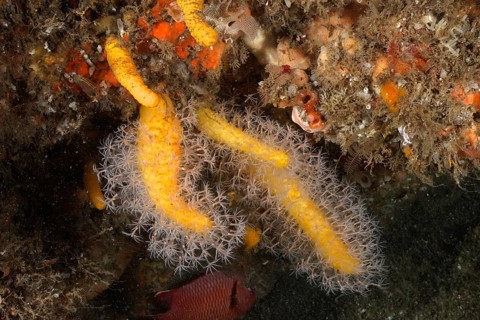 Dead man's finger (Leutherobia aurea)