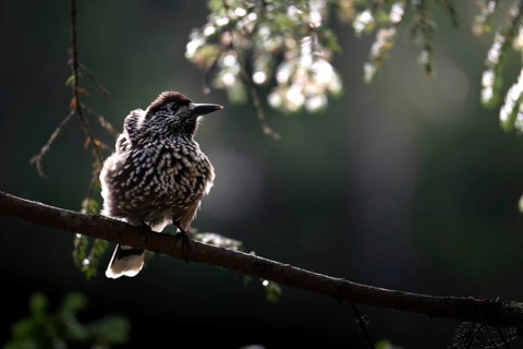Nutcracker (Nucifraga caryocatactes), sitting on a branch in a fir forest, Canton Graubünden,