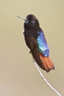 Black-hooded Sunbeam (Aglaeactis pamela) perched on a branch in Bolivia, South America