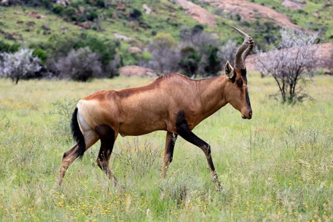Red hartebeest (Alcelaphus buselaphus caama), Kaama, adult, foraging, running, Mountain Zebra
