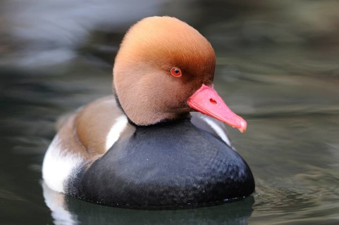 Close-up of a duck with brown head and red beak on the water, Red-crested Pochard (Netta rufina),
