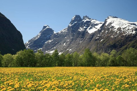 A meadow full of yellow dandelion flowers in spring in front of bare rocky mountains covered with