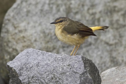 Buff-rumped Warbler (Myiothlypis fulvicauda), Ecuador