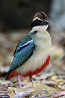 Fairy Pitta (Pitta nympha), Western Australia, Australia