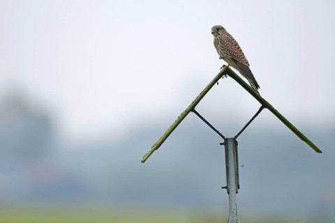 Common Kestrel (Falco tinnunculus) female, Netherlands
