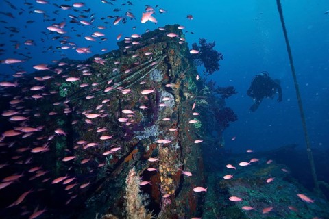 A diver explores a lively area of a coral-covered wreck, swarming with Mediterranean flagfish