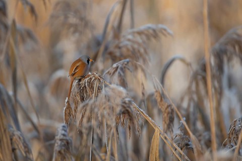 Bearded tit or reedling (Panurus biarmicus) adult male bird feeding on a frost covered Common reed