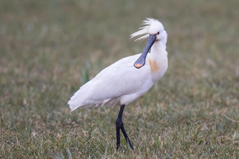 Eurasian Spoonbill (Platalea leucorodia), Netherlands
