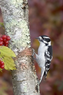 Downy Woodpecker Picoides pubescens Minneapolis, Minnesota, USA 2 November Adult Female Picidae