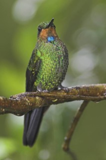 Green-crowned Brilliant (Heliodoxa jacula), Costa Rica