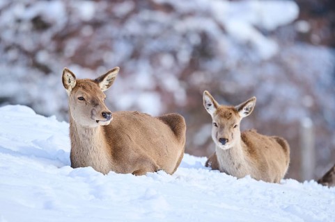 Red deer (Cervus elaphus) hinds on a snowy meadow in the mountains in tirol, Kitzbühel, Wildpark