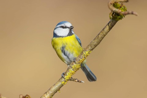 Blue tit (Parus caeruleus), sitting on a lichen-covered branch, Wildlife, Animals, Birds,