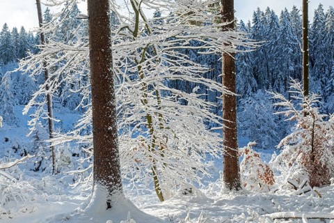Snowy trees, tree trunks, forest, snow, winter, Sieversen, Samtgemeinde Rosengarten, Lower Saxony,