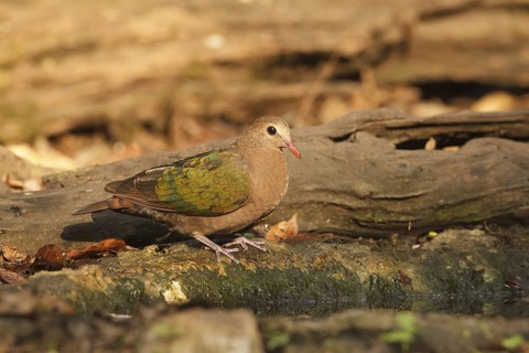 Common Emerald Dove (Chalcophaps indica) female, Kaeng Krachan, Thailand
