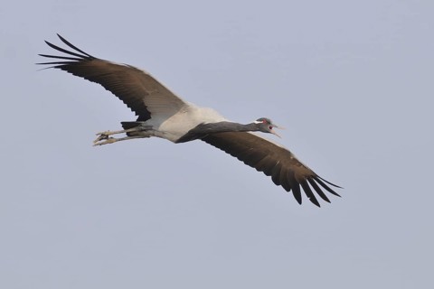 Demoiselle Crane (Grus virgo) flying, India