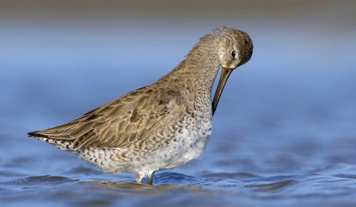 Short-billed Dowitcher (Limnodromus griseus), Texas, USA