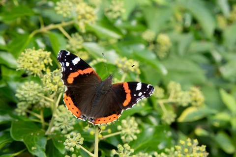 Red admiral butterfly (Vanessa atalanta) adult insect feeding on Ivy flowers in autumn, England,
