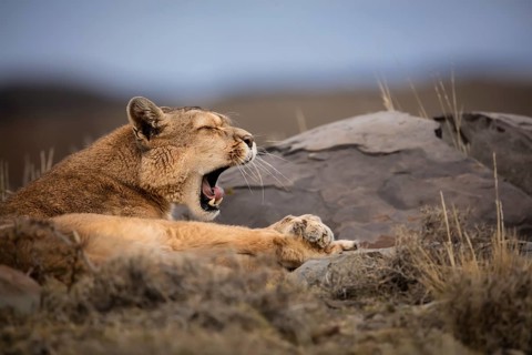 Puma, Torres del Paine National Park, Chile