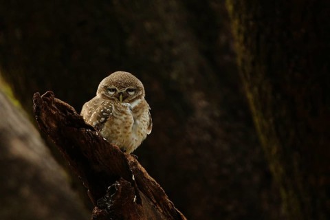Spotted Owlet (Athene brama), Rajasthan, India