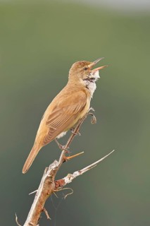 Great Reed Warbler (Acrocephalus arundinaceus), with open beak, singing, twittering, sitting on a