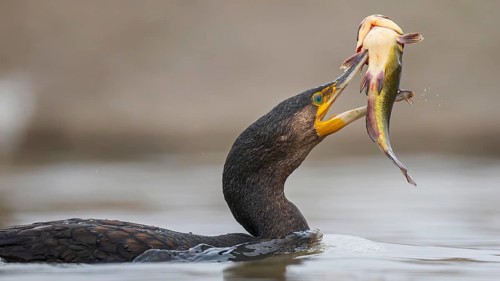 Great cormorant (Phalacrocorax carbo) with catfish as prey, hunting, fishing, making prey,