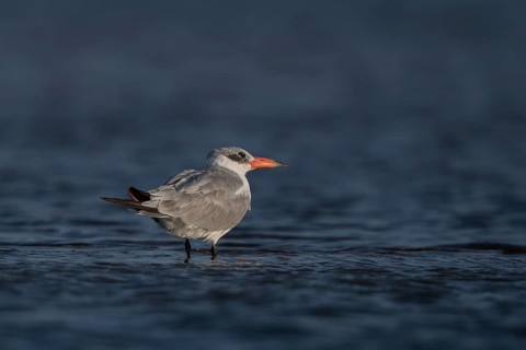 Caspian Tern (Hydroprogne caspia), Senegal